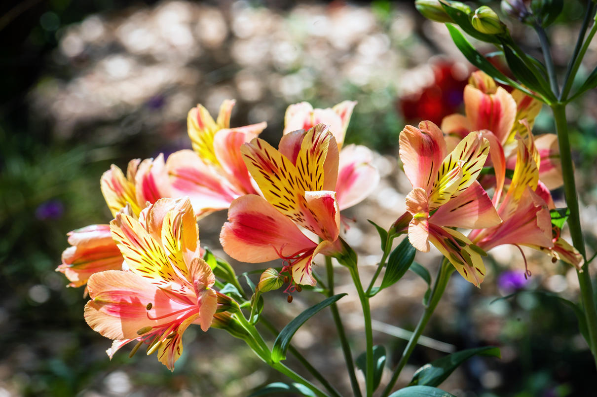 Alstroemerias